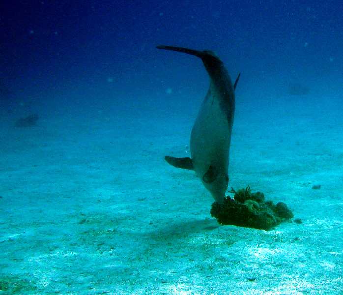 Delphin beim Fressen